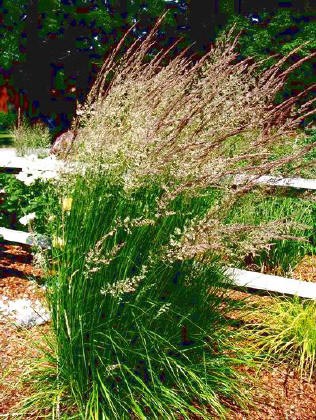 Calamagrostis acutiflora