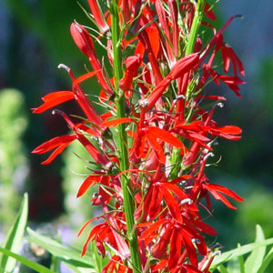 Cardinal Flower