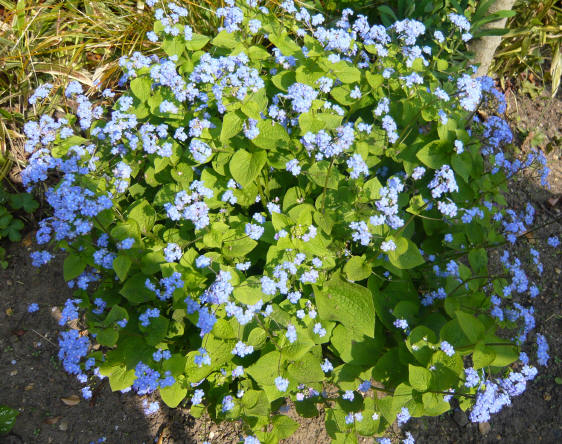 Brunnera macrophylla